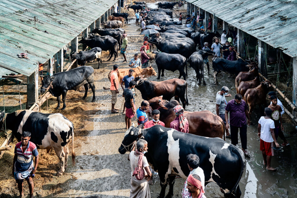 Kontes Sapi Disulap Jadi Mesin Ekonomi Peternak, Kementan Dorong Pasar Jelang Idul Adha