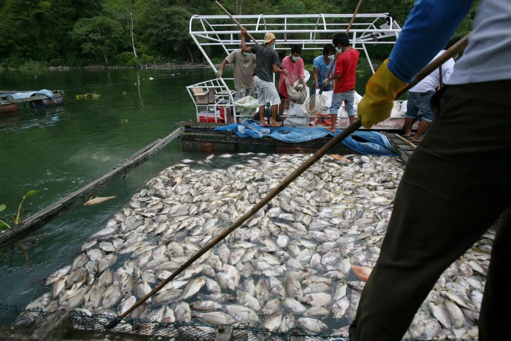 Danau Toba Susut 1,6 Meter, IPB Peringatkan Ancaman Kematian Massal Ikan KJA