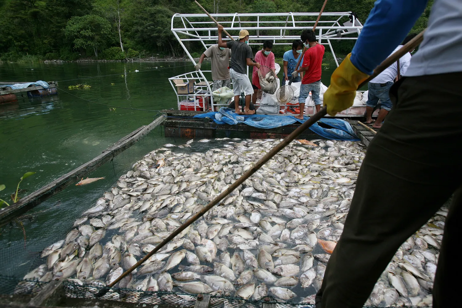 Danau Toba Susut 1,6 Meter, IPB Peringatkan Ancaman Kematian Massal Ikan KJA