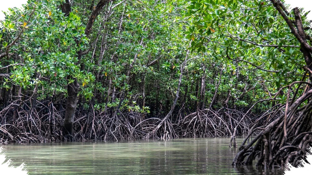 BNI Pulihkan 50 Hektare Mangrove Di Banyuwangi, 5.000 Warga Pesisir Ikut Bergerak