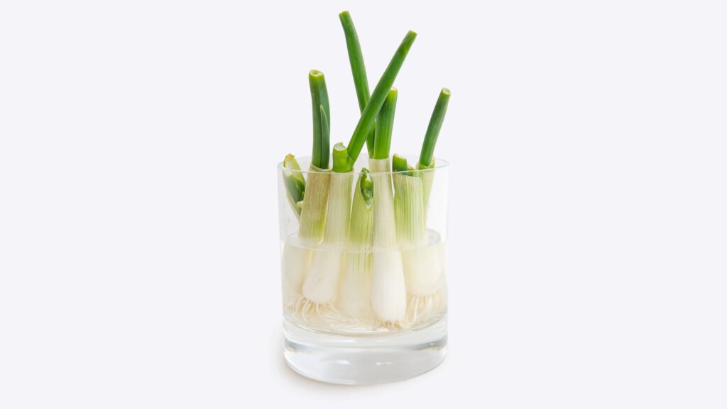 Sisa Akar Daun Bawang Jangan Dibuang, Rendam di Air dan Panen Lagi Dalam Sepekan
