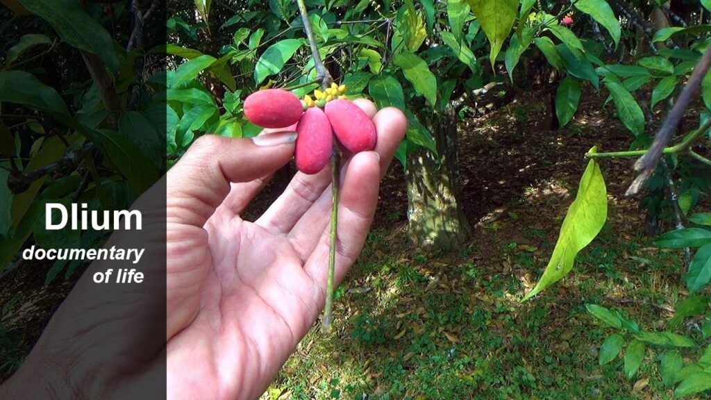 Pekarangan Disulap Jadi Sumber Cuan, Warga Musi Rawas Panen Melinjo dan Penghasilan Tambahan