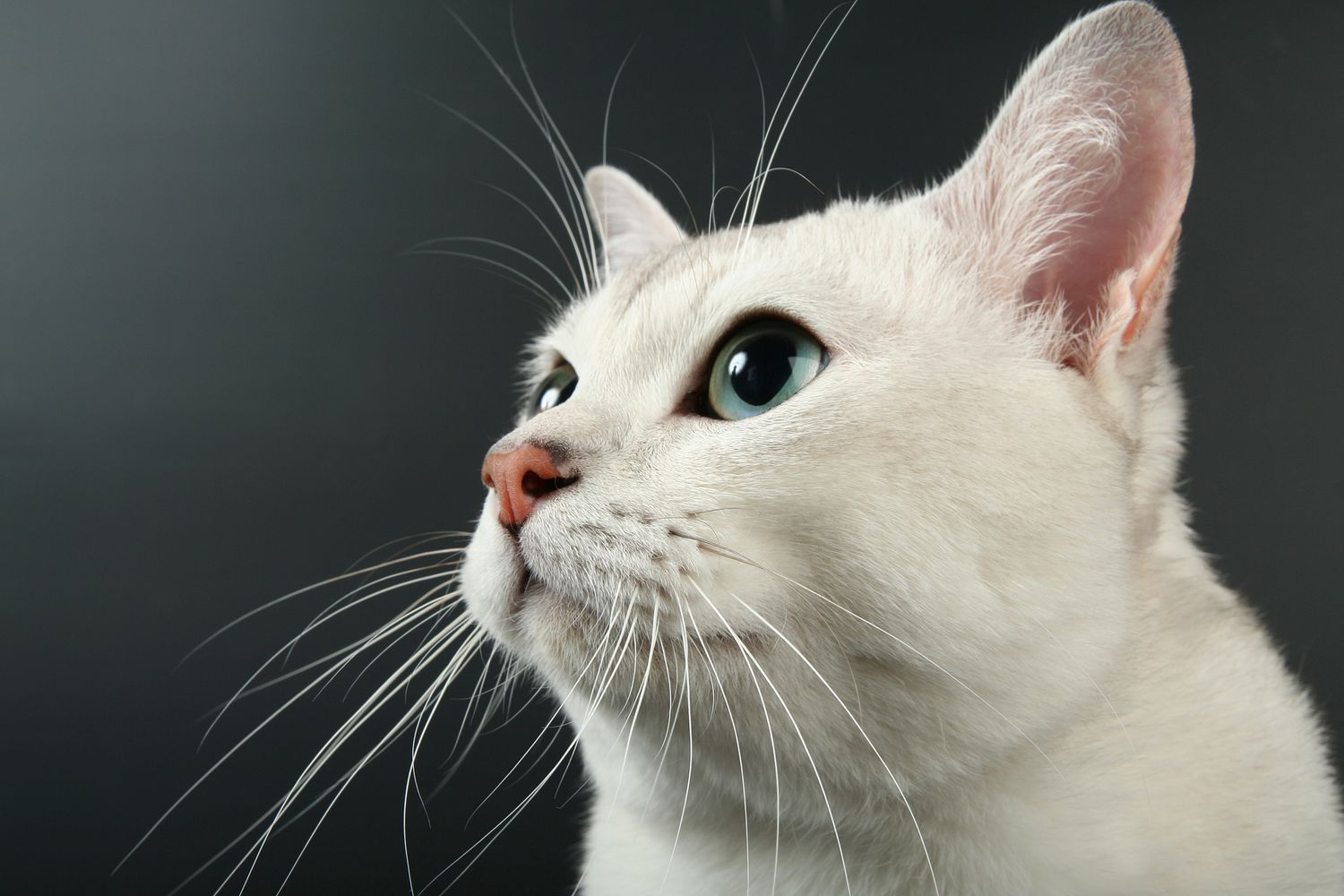 Kumis Kucing Bergerak Maju Mundur, 5 Sinyal Emosi Dan Insting Berburu Yang Sering Terlewat