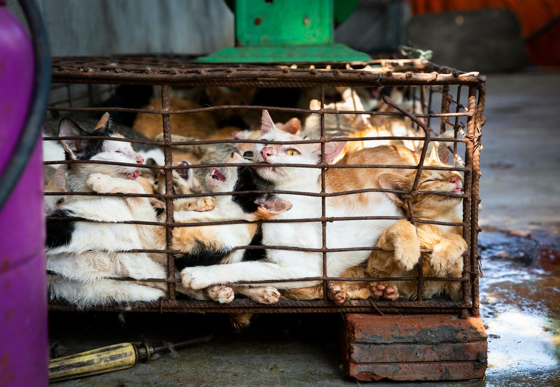 Hati-Hati Sanksi Pidana, 7 Kucing Langka Ini Ternyata Dilarang Dipelihara di Indonesia