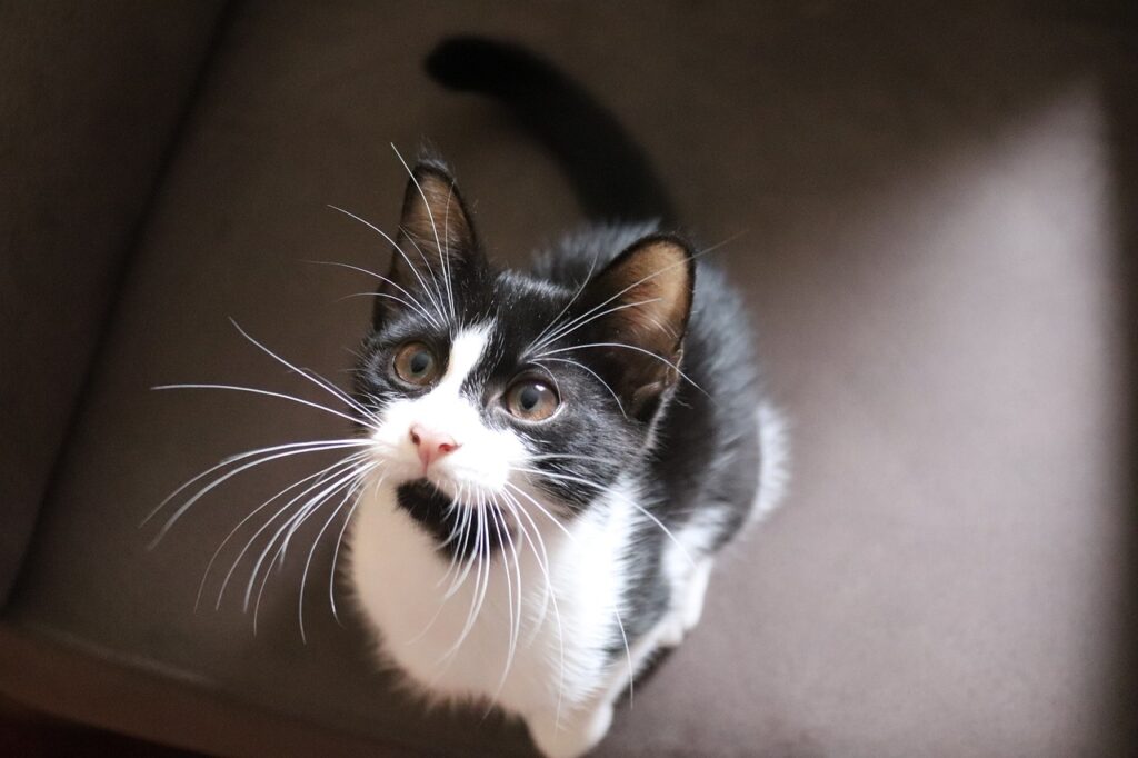 Kucing Kampung Ternyata Punya Banyak Wajah, Dari Tabby Lincah Hingga Tuxedo Tangguh