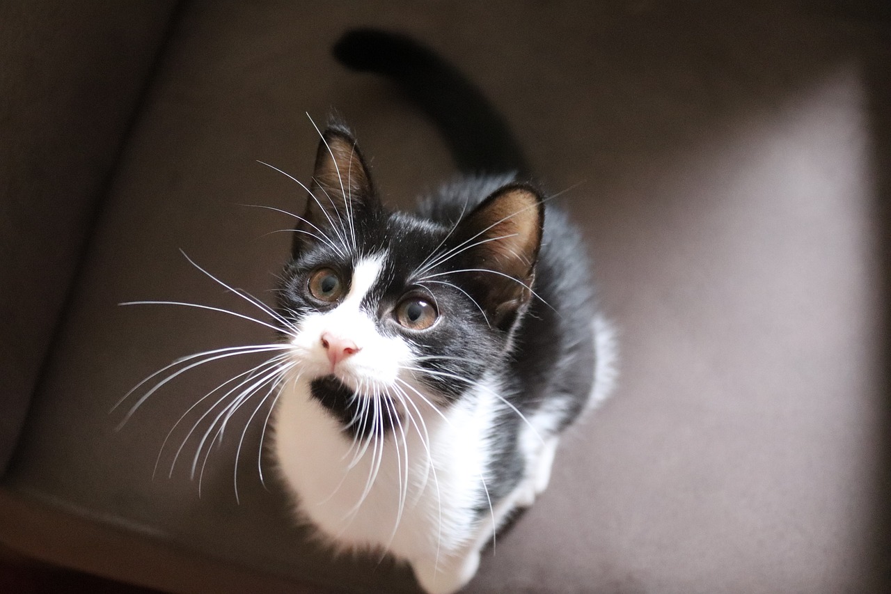 Kucing Kampung Ternyata Punya Banyak Wajah, Dari Tabby Lincah Hingga Tuxedo Tangguh