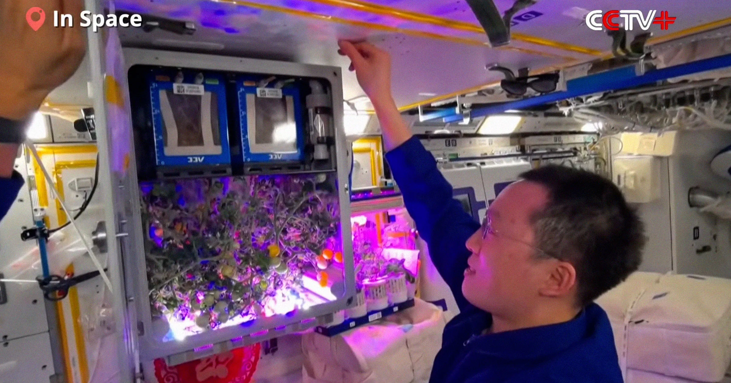 China Panen Tomat Di Orbit, Aeroponik Tiangong Bikin Pangan Segar Tumbuh Subur