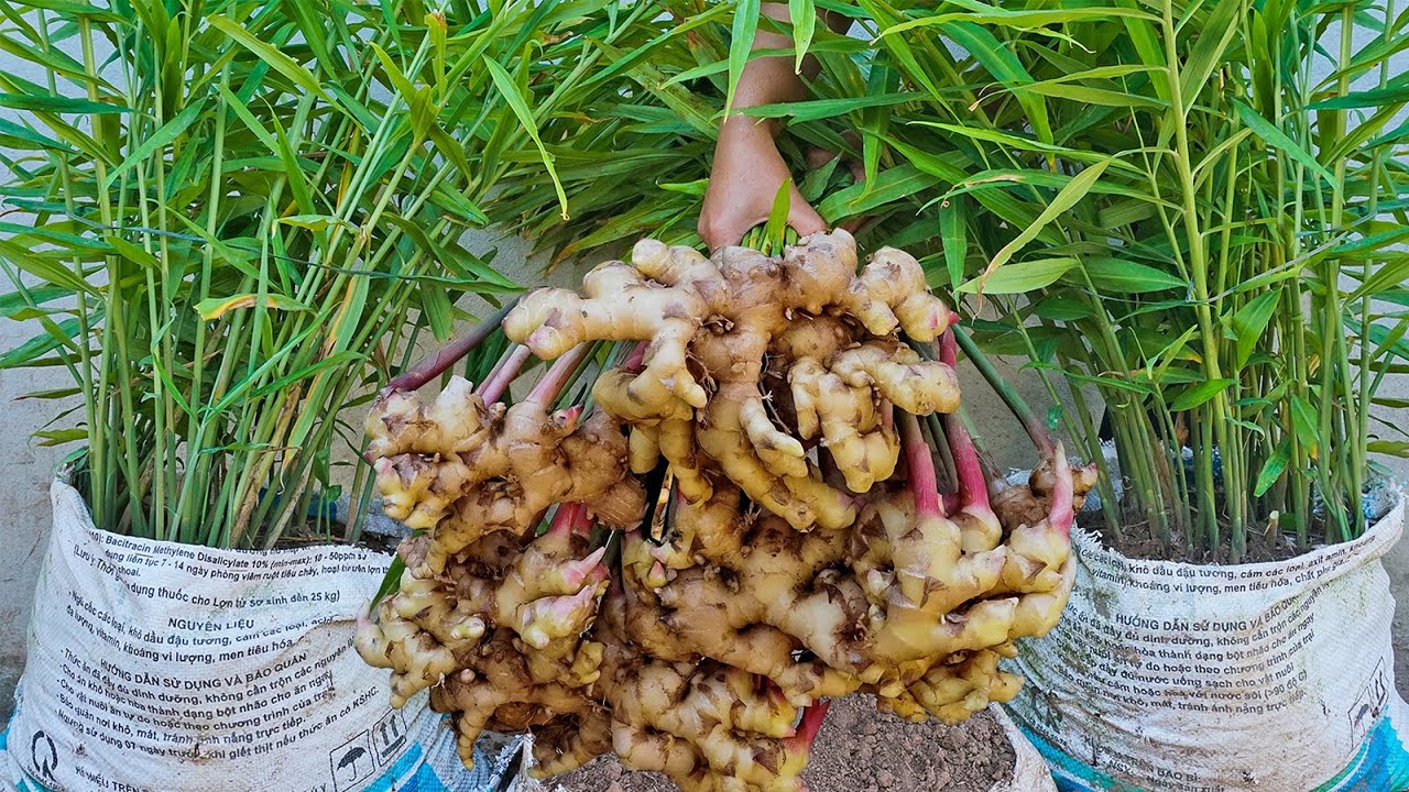 Jahe Merah Subur Di Polybag, Rahasia Panen Besar Meski Lahan Sempit