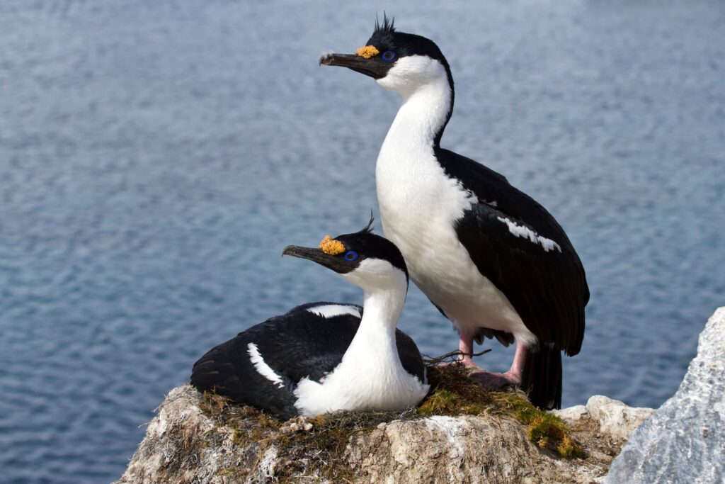 Antarctic Shag, Burung Bermata Biru Yang Bertahan Di Benua Es Sepanjang Tahun