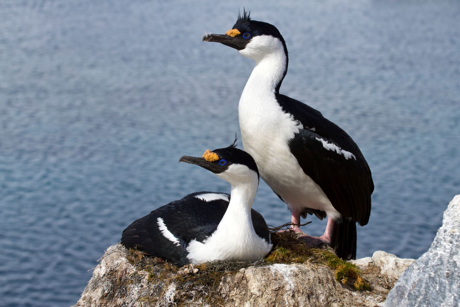 Antarctic Shag, Burung Bermata Biru Yang Bertahan Di Benua Es Sepanjang Tahun