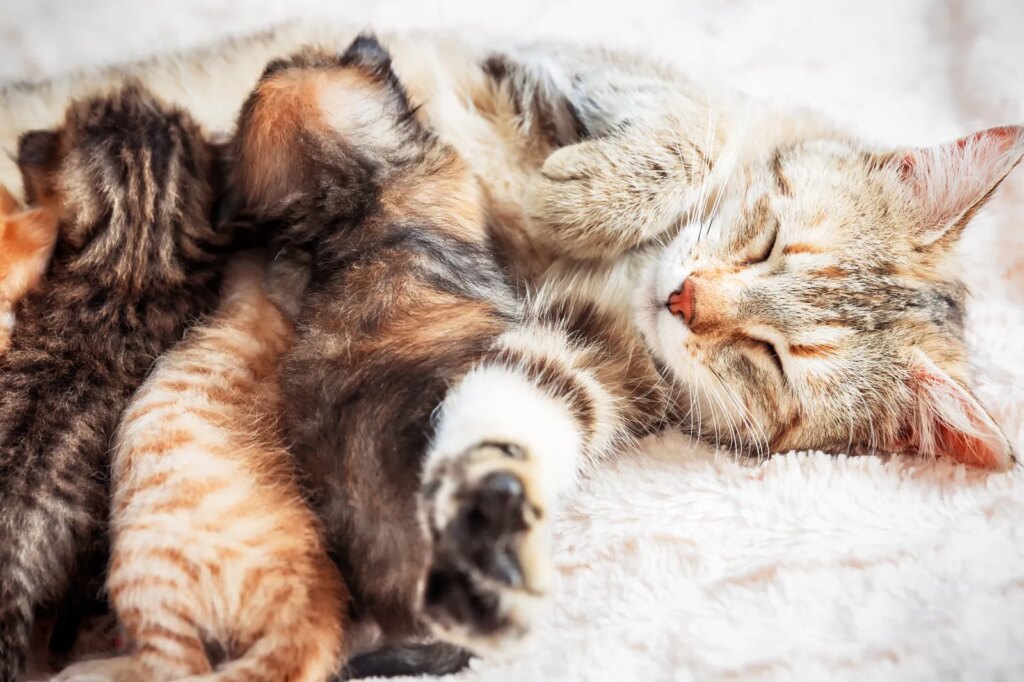 Kucing Liar Melahirkan Di Rumah, Primbon Jawa Sebut Tanda Rezeki Mulai Mendekat
