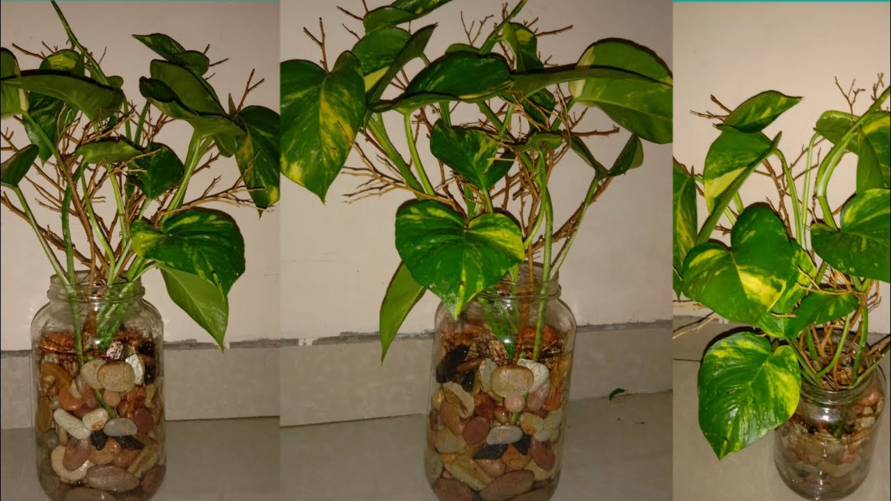 Sirih Gading dan Monstera Ternyata Bisa Hidup di Vas Air, Begini Cara Rawatnya