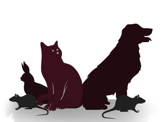 Zoonosis Mengintai Di Rumah, Hantavirus Hingga Rabies Bisa Datang Dari Kebiasaan Sehari-Hari