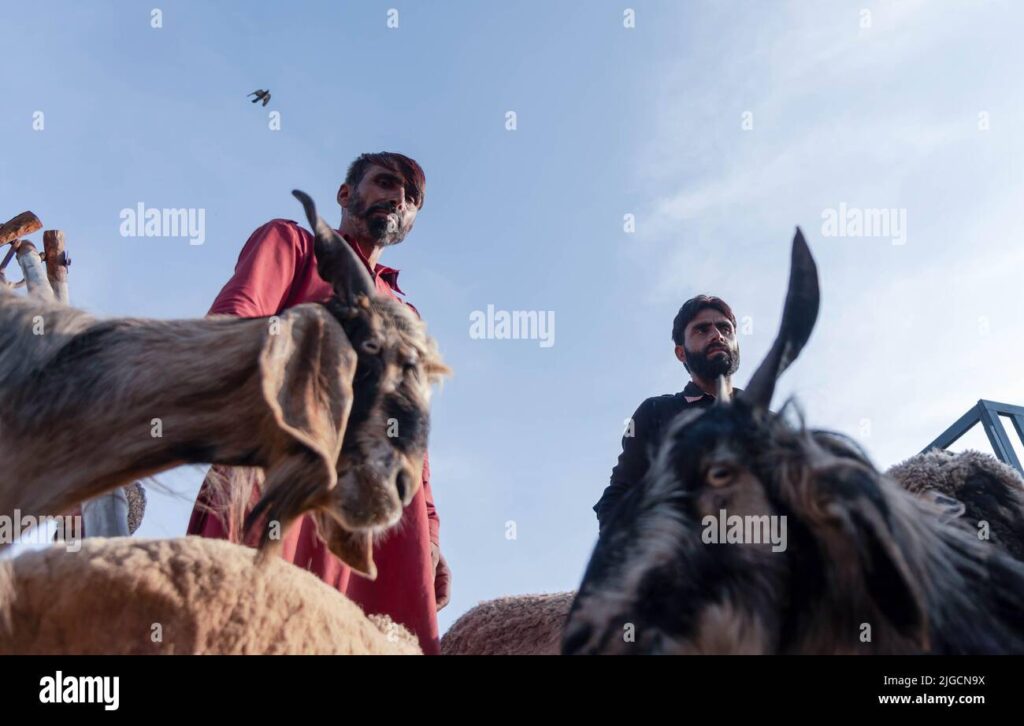 Harga Kambing Di Malang Naik 40 Persen, Blantik Luar Daerah Berebut Jelang Idul Adha 2026