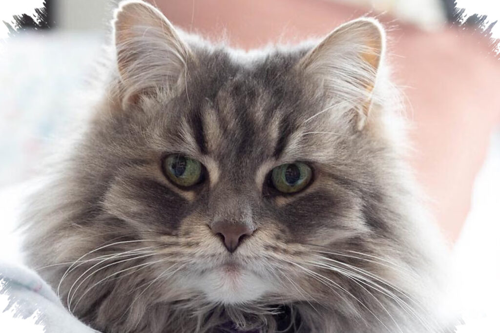 Tatapan Lama Ke Kucing Bisa Dianggap Ancaman, Ini Cara Membaca Reaksinya