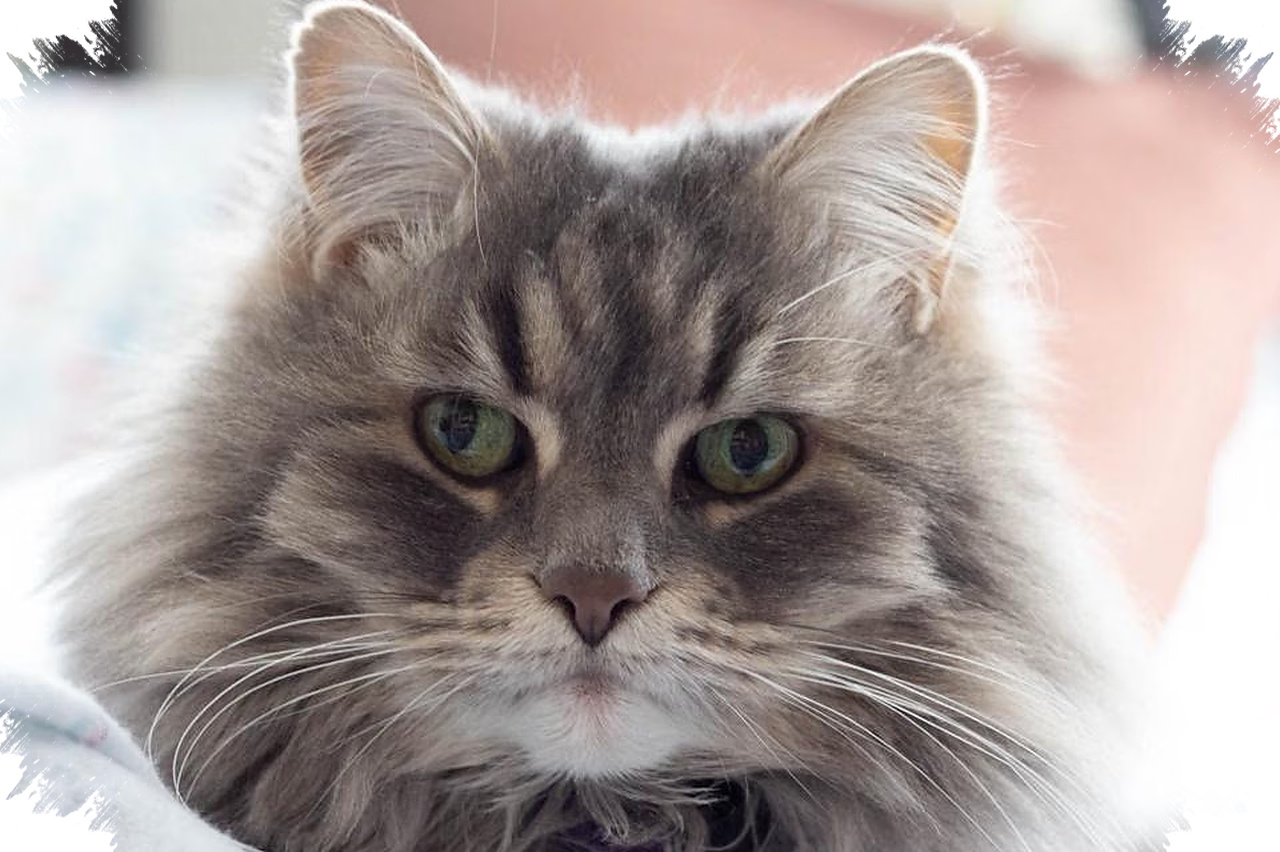 Tatapan Lama Ke Kucing Bisa Dianggap Ancaman, Ini Cara Membaca Reaksinya