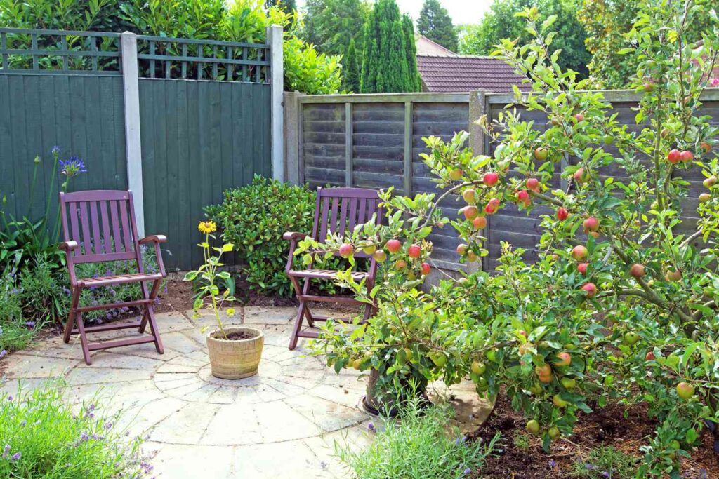 15 Pohon Buah Cepat Panen yang Hampir Tak Minta Perawatan, Cocok untuk Kebun Rumah Sibuk