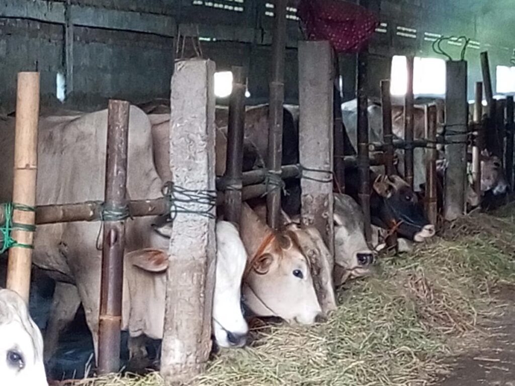 Dua Sapi Bantul Lolos Seleksi Kurban Presiden Prabowo, Kalahkan Sembilan Kandidat Lain