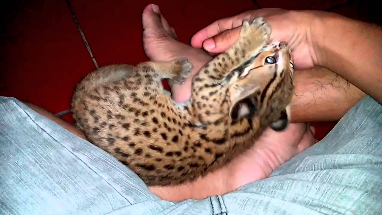 Kucing Blacan Tampak Imut, Tapi Ini Alasan Keras Kenapa Tak Layak Dipelihara