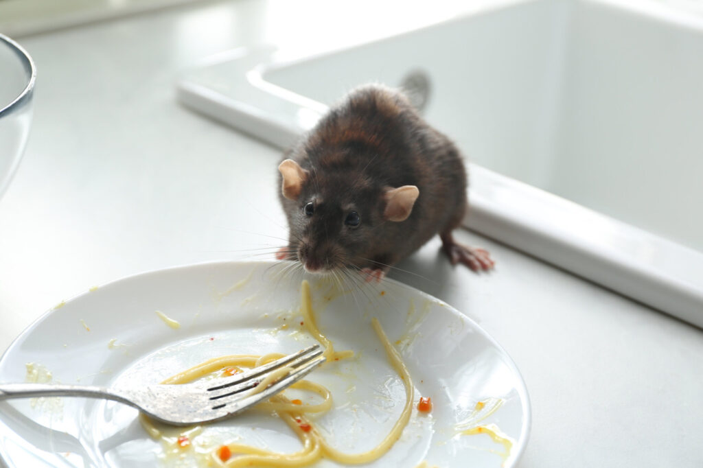 5 Kebiasaan Sepele Di Dapur Yang Diam-Diam Mengundang Tikus Masuk, Nomor 2 Sering Diabaikan
