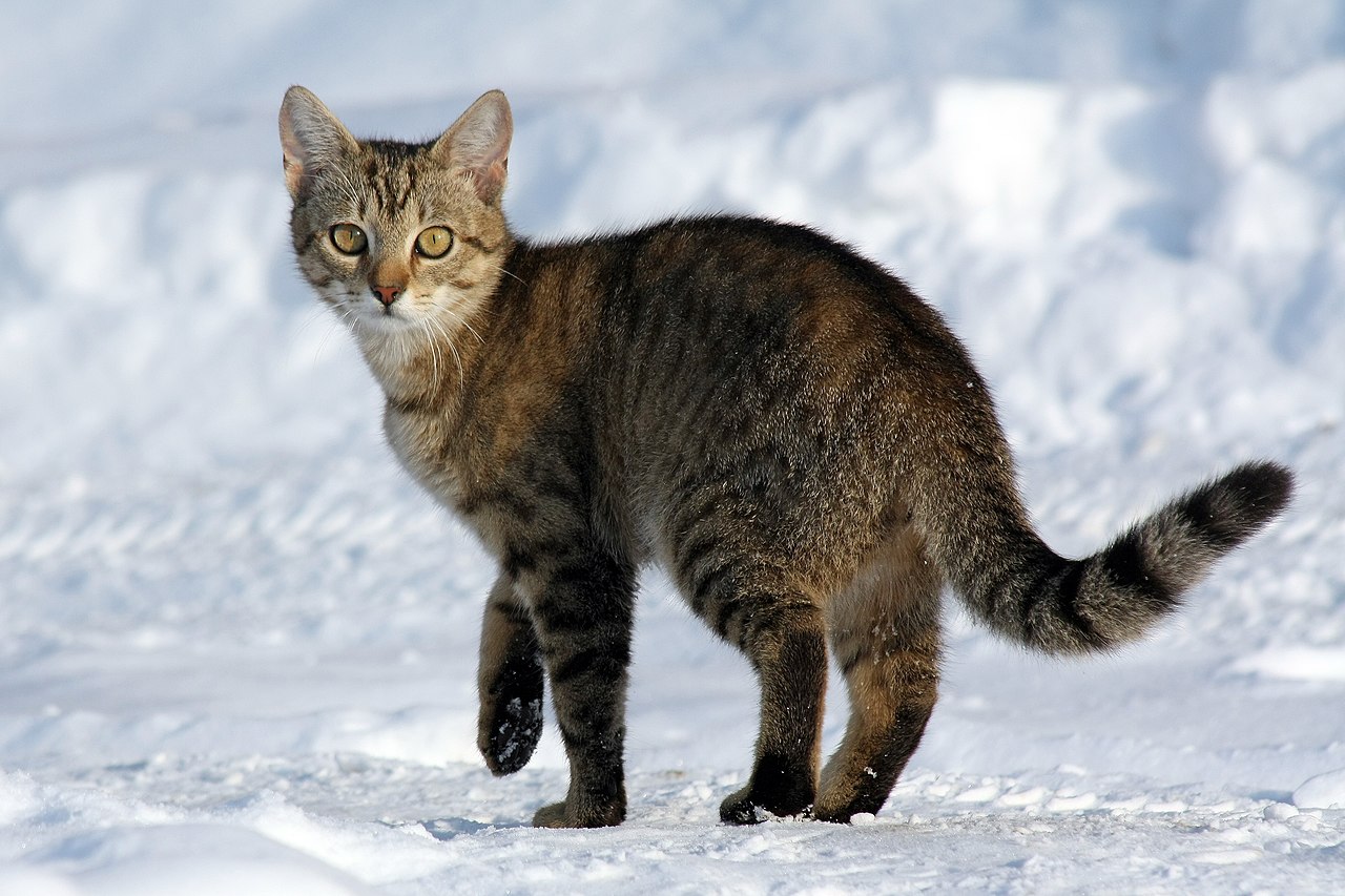 4 Jenis Kucing Kampung Ini, Banyak Yang Lebih Pintar Dan Tahan Banting Dari Dugaan