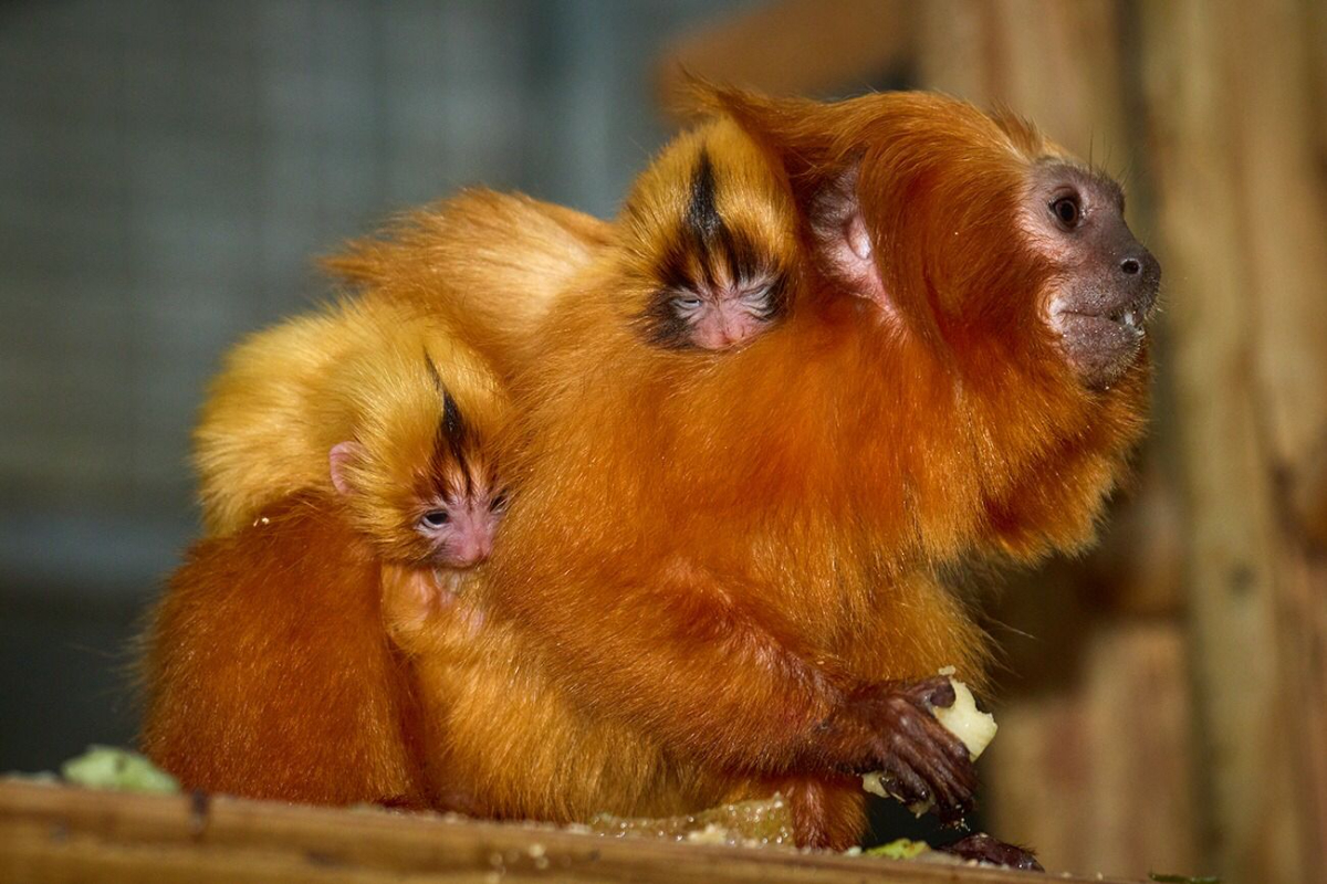 Dari 100 Ekor Ke 4.800, Kebangkitan Golden Lion Tamarin yang Hampir Mustahil