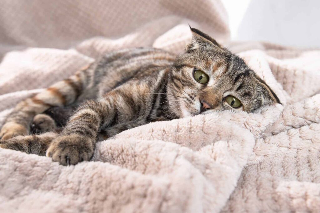 Kucing Terlihat Murung Bukan Cuma Bosan, 5 Penyebab Ini Sering Tak Disadari