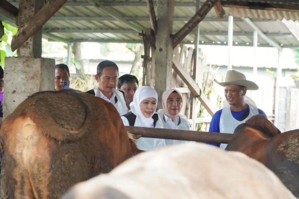 Lamongan Punya Sapi Kurban Lebih Dari Kebutuhan, Pasokan 2026 Tembus 8.983 Ekor