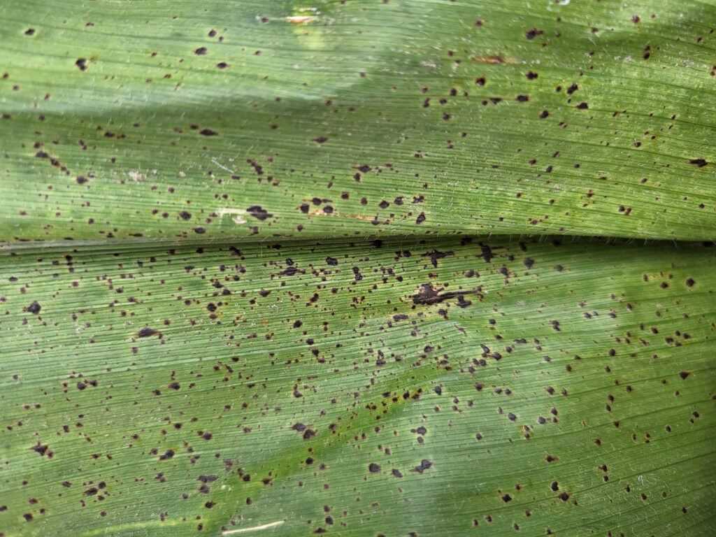 Bercak Daun Jagung Tak Selalu Jamur, Ini 3 Pemicu Lain yang Sering Terlewat