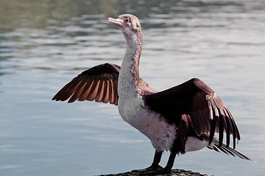 Spotted Shag, Burung Selandia Baru yang Menelan Kerikil Demi Bisa Menyelam