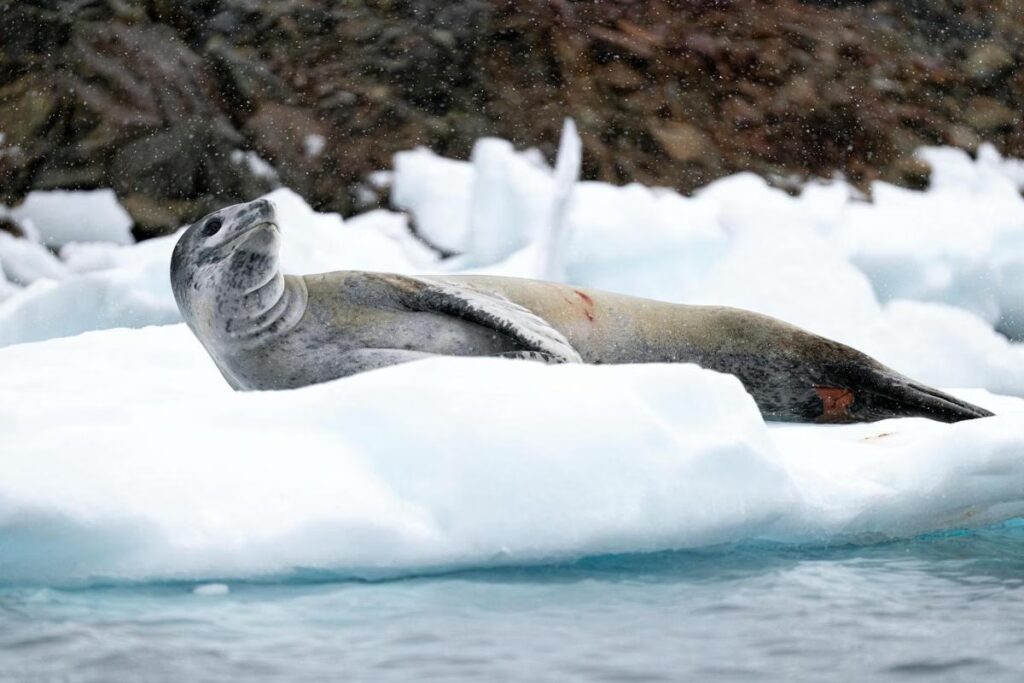 Rahasia Anjing Laut Tak Kedinginan Di Laut Es, Dari Blubber Hingga Menyelam Hemat Energi