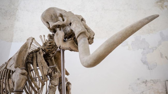 70 Tahun Dikira Tulang Gajah, Fosil Ini Ternyata Milik Paus di Pedalaman Alaska