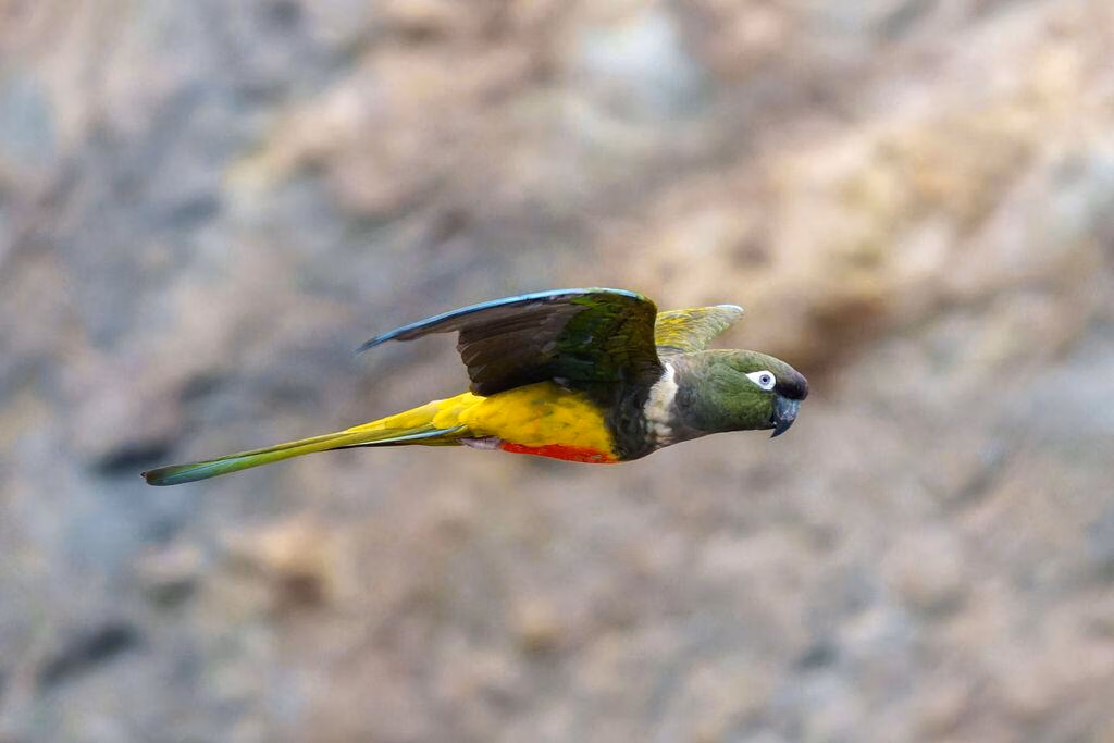 Burung Beo Penggali Dari Patagonia, Hidup Rapat Dalam Koloni Raksasa Yang Terancam Hilang