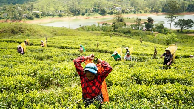 Keluarga Petani Ini Raup Ratusan Ribu Dolar dari YouTube, Panen Kebun Kalah Jauh