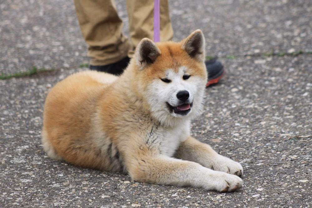 7 Mitos Tentang Anjing Yang Masih Dipercaya, Dari Ekor Bergoyang Sampai Mulutnya “Bersih”