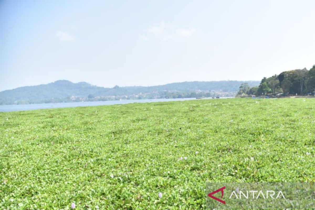 Waduk Darma Kian Tertutup Eceng Gondok, Kuningan Bergerak Cepat Bersama Warga