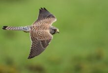 Kestrel Australia Ini Bisa Mengubah Cara Drone Kecil Bertahan di Turbulensi