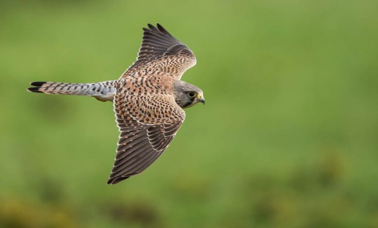 Kestrel Australia Ini Bisa Mengubah Cara Drone Kecil Bertahan di Turbulensi