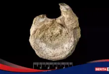 Fosil Dinosaurus Pertama Antartika Ternyata Lama Tersimpan di Laci