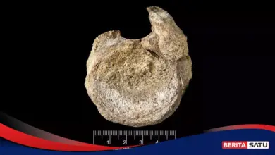 Fosil Dinosaurus Pertama Antartika Ternyata Lama Tersimpan di Laci
