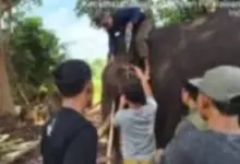 Indro Tumbang di Tesso Nilo, Gajah Jantan 45 Tahun Itu Tak Bertahan Setelah Musth Panjang