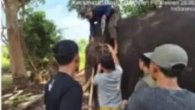 Indro Tumbang di Tesso Nilo, Gajah Jantan 45 Tahun Itu Tak Bertahan Setelah Musth Panjang