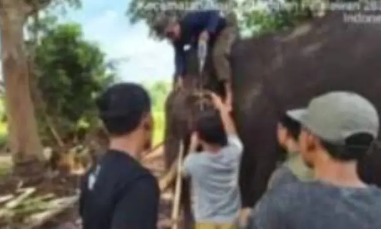 Indro Tumbang di Tesso Nilo, Gajah Jantan 45 Tahun Itu Tak Bertahan Setelah Musth Panjang