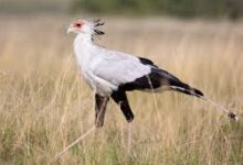 7 Burung yang Mampu Bertahan di Gurun, dari Gagak Cerdas hingga Osprey Pemburu Ikan