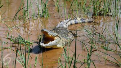 Buaya Rawa Ternyata Pakai Ranting Saat Memburu, Cerdasnya Mengejutkan