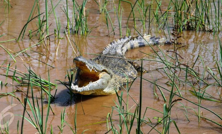Buaya Rawa Ternyata Pakai Ranting Saat Memburu, Cerdasnya Mengejutkan