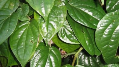 4 Daun Alami Penangkal Bau Badan, Cara Pakainya Sederhana dan Mudah Di Rumah