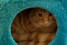 4 Kebiasaan Sepele yang Diam-Diam Bikin Kucing Stres, Banyak Pemilik Tak Sadar
