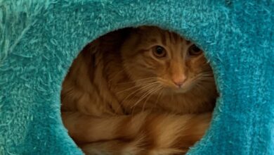 4 Kebiasaan Sepele yang Diam-Diam Bikin Kucing Stres, Banyak Pemilik Tak Sadar