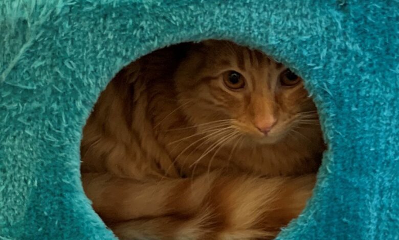 4 Kebiasaan Sepele yang Diam-Diam Bikin Kucing Stres, Banyak Pemilik Tak Sadar
